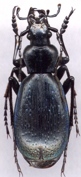 Carabus  circassicus, male