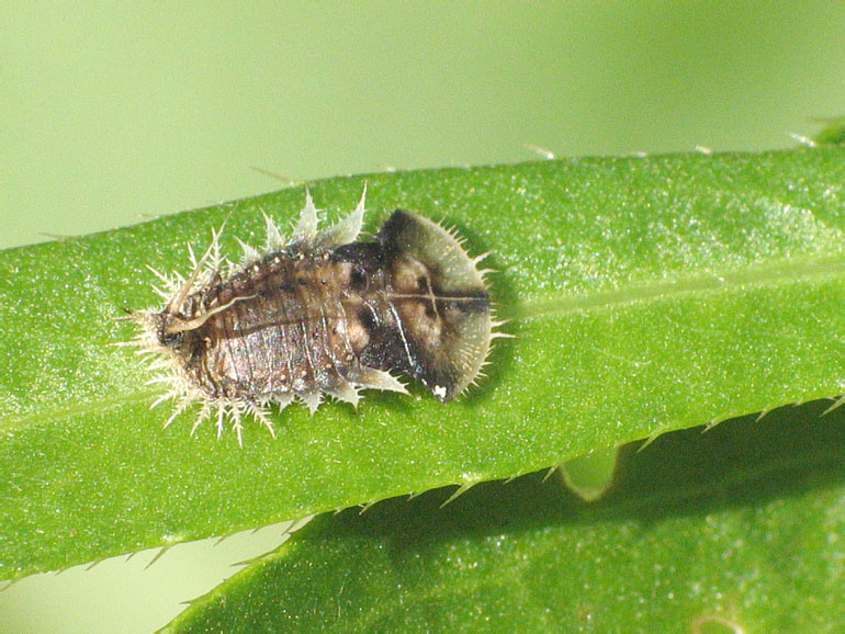 Cassida rubiginosa (pupa)