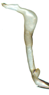 Cerambyx scopolii : endophallus