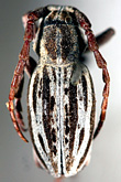 Dorcadion (Cribridorcadion) komarowi