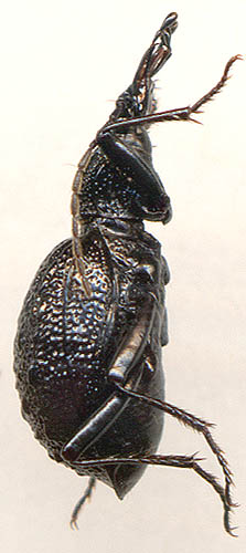 Cychrus morawitzi, female