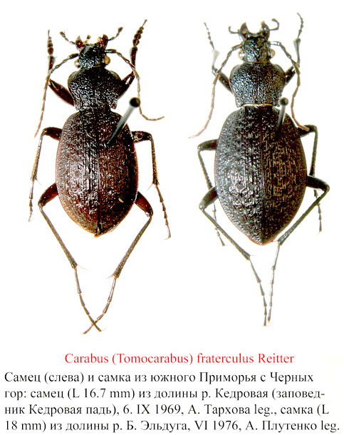 Carabus (Coreocarabus) fraterculus