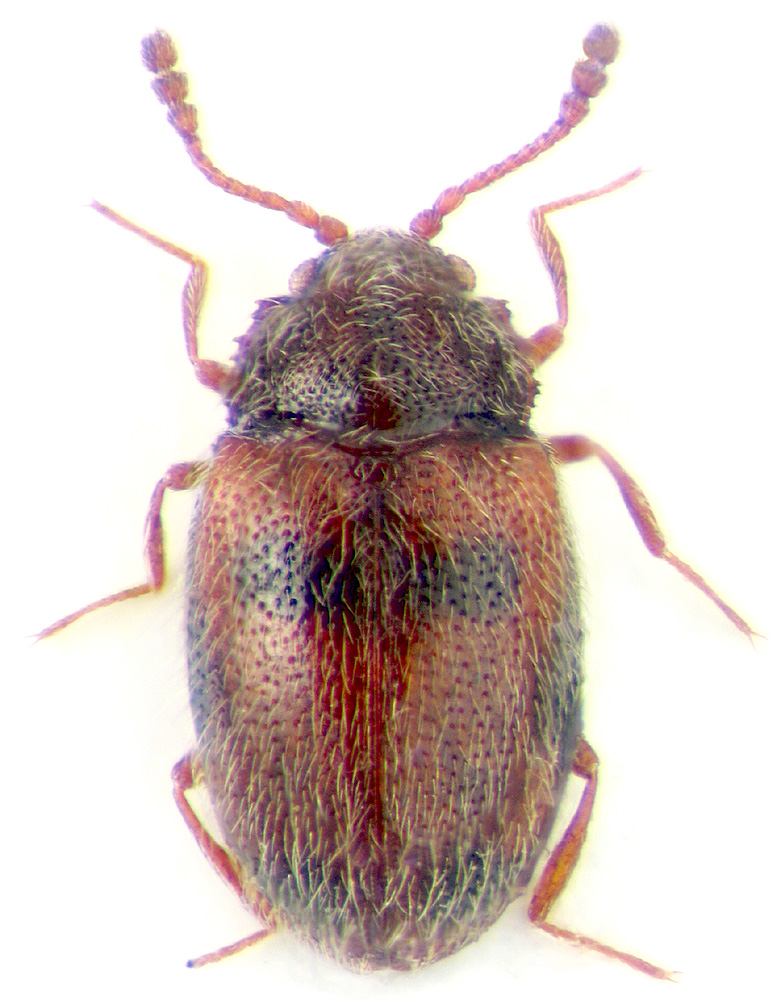 Henotiderus centromaculatus Rtt.