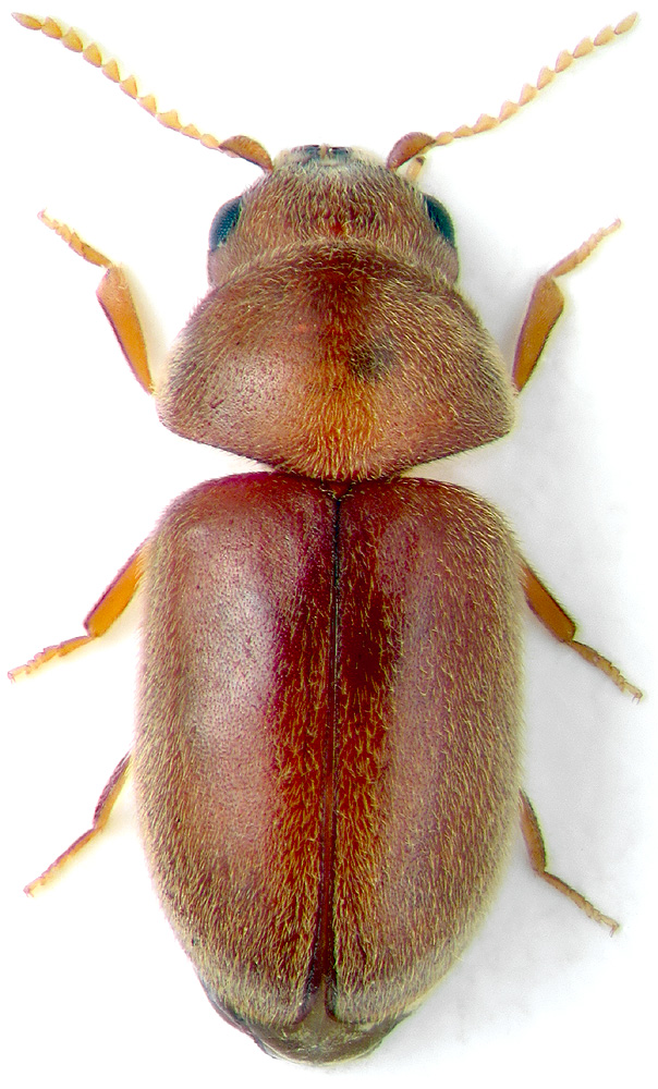 Lasioderma serricorne (F.)