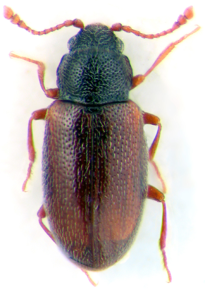 Paramecosoma melanocephala Herbst