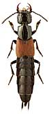 Staphylinidae: Phucobius simulator Sharp