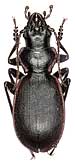 Carabus (Cechenochilus) boeberi longiceps Chaudoir, 1846                        