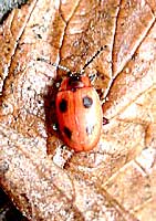 Endomychus coccineus (L.) (Endomychidae)