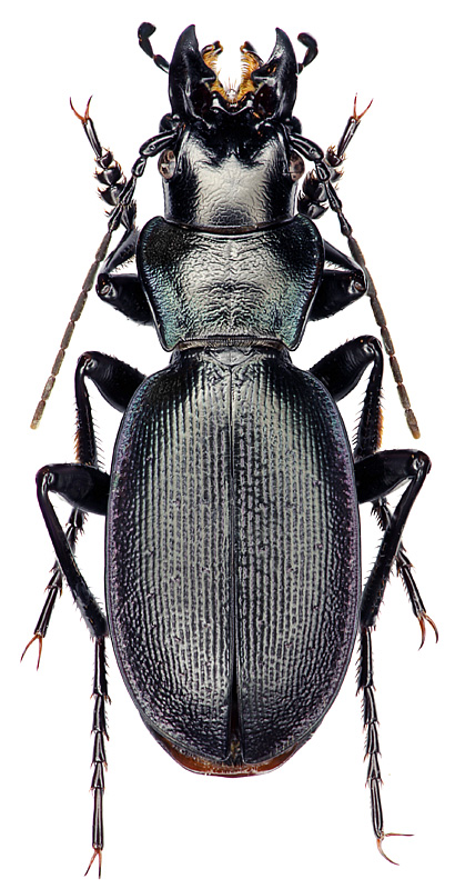 Carabus (Cechenochilus) boeberi aequaliceps (Rtt., 1896)