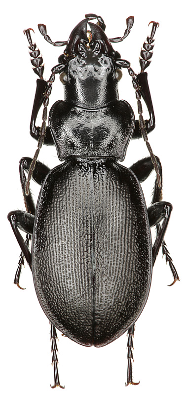 Carabus (Cechenochilus) boeberi schachensis Mandl, 1955