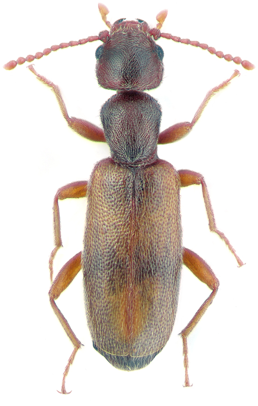 Cyclodinus dentaticornis Pic