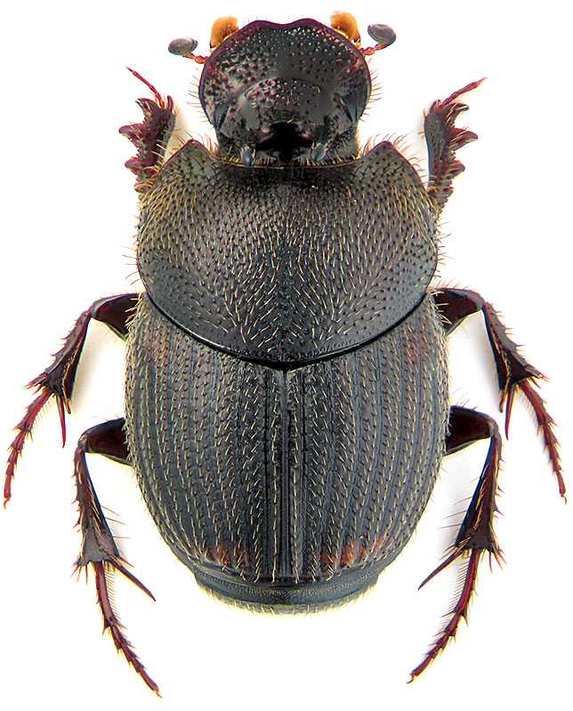 Onthophagus furcatus F.