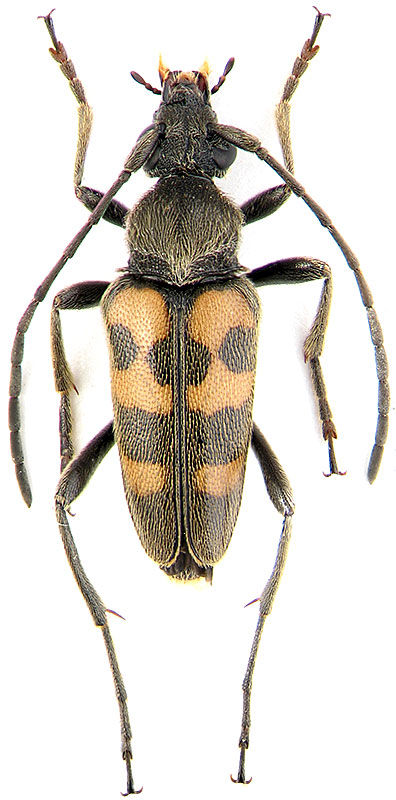 Pachytodes erraticus Dalm.