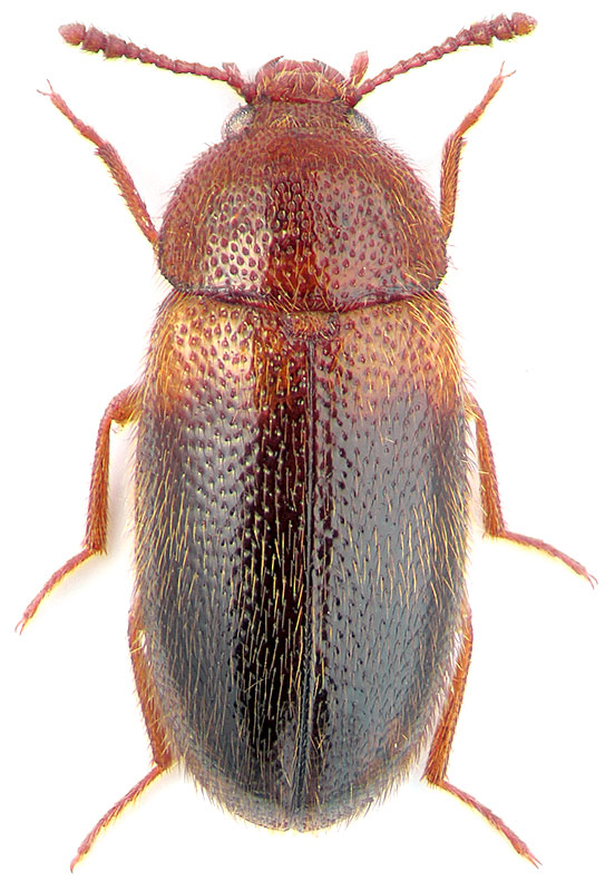 Triphyllus bicolor F.