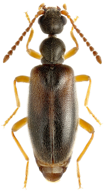Anthicomorphus niponicus Nomura, 1962