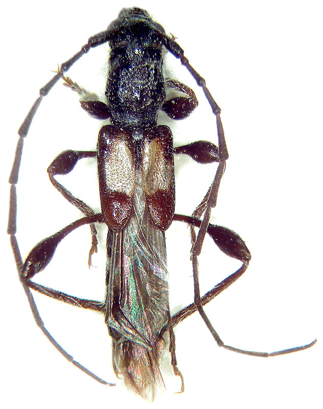 
    Molorchus ishiharai 