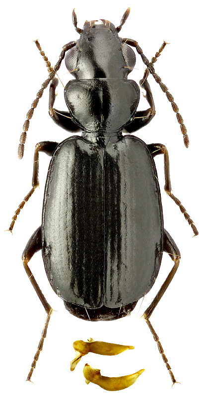 Syntomus truncatellus (L.)