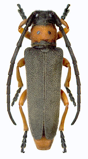 Phytoecia (Musaria) affinis - male 