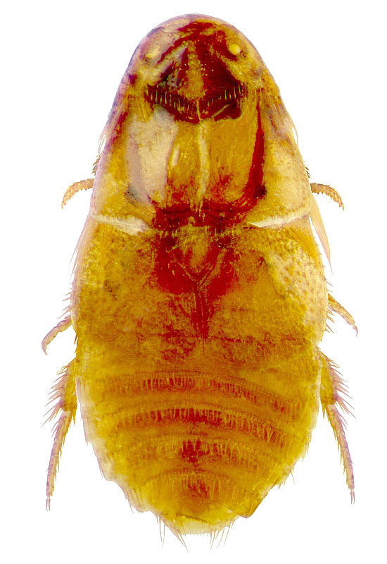 Platypsyllus castoris Ritsema
