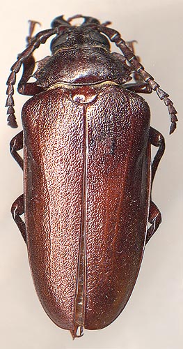 Prionus coriarius, female