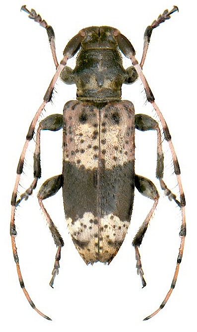 Rhopaloscelis unifasciatus (Bless., 1873) 