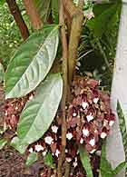 aristolochia-arborea