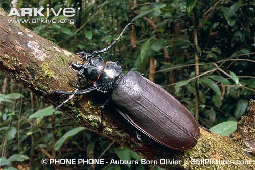 Titan-beetle-climbing-branch.jpg