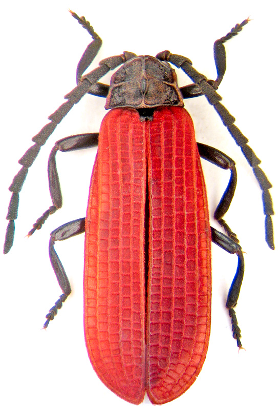 Xylobanellus erythropterus Baudi