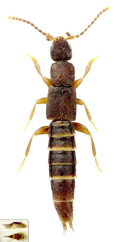 Pseudomedon obscurellus (Erichson, 1840)