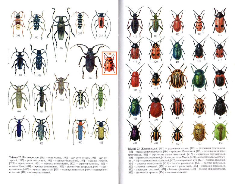 Жуки Названия С Картинками