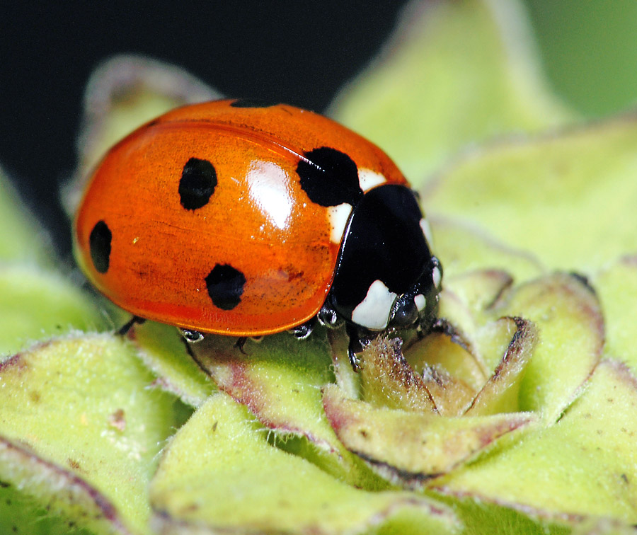 Окраска тела божьей коровки. Двенадцатиточечная Божья коровка (Coleomegilla maculata). Сибирские Божьи коровки. Тип окраски Божьей коровки. Австралийская Божья коровка.