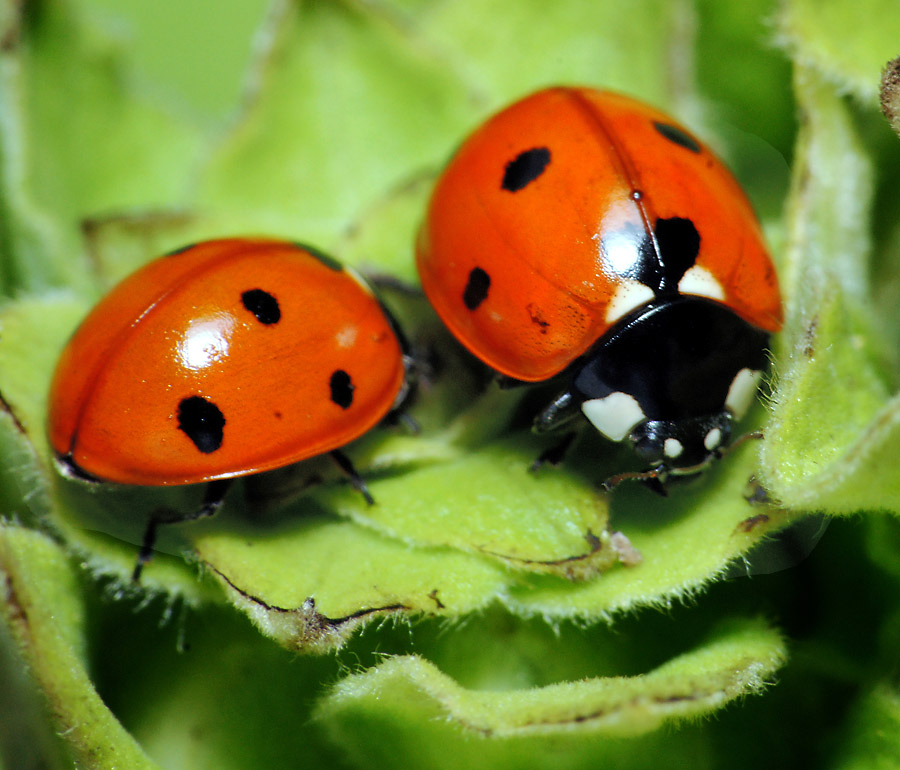 Божья коровка имеет. Божьи коровки. Божьи коровки (Coccinellidae). Бесточечная Божья коровка. Люцерновая Божья коровка.