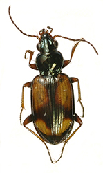 Bembidion (Peryphus) andreae polonicum (J.Mueller, 1930)