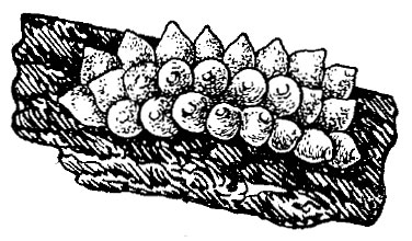 Xanthogaleruca luteola (Muell., 1776)