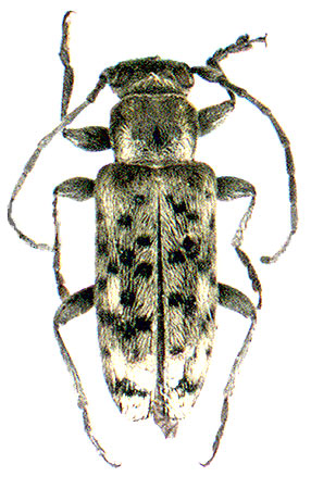 Atimia maculipuncta nadezhdae