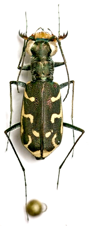 Myriochila (Monelica) orientalis (Dejean, 1825)