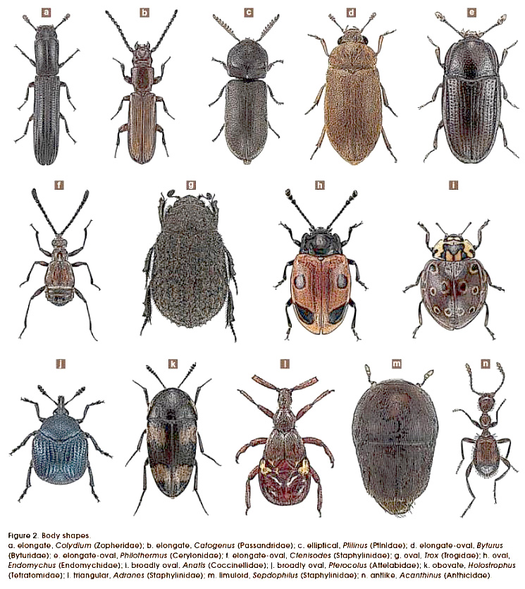Arthur V. Evans. 2014. Beetles of Eastern North America