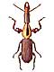  (Brentidae)