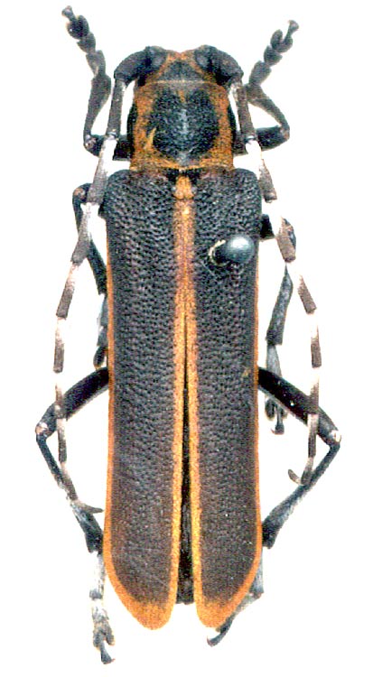  Cagosima sanguinolenta 