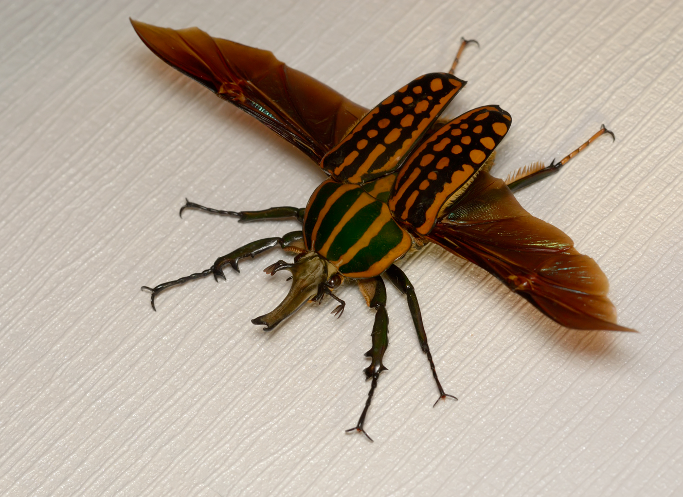 Жужжание жука. Каравацкий Жук. Крылья жука. Самые красивые жуки. Летающие жуки красивые.