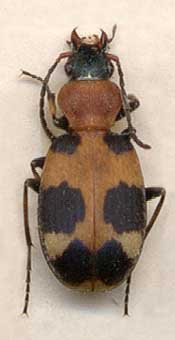 Callistus lunatus, female