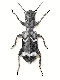  (Cleridae)