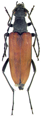 Anastrangalia dubia melanota (Faldermann, 1837)