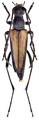 Anastrangalia dubia melanota (Faldermann, 1837)