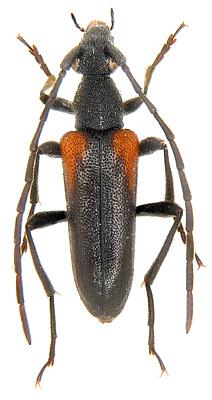 Anoplodera rufihumeralis (Tamanuki, 1938)