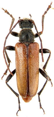 Cortodera sibirica sibirica (Plavilstshikov, 1915)