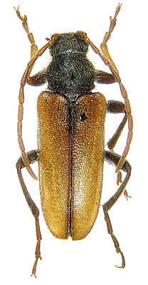 Cortodera tibialis tibialis (Marseul, 1876)