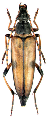 Etorofus nemurensis Matsushita, 1933