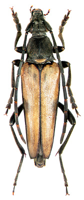Etorofus nemurensis Matsushita, 1933