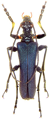 Japanocorus caeruleipennis (Bates, 1873)